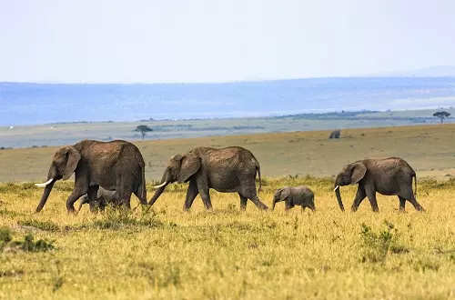 4 days Tanzania safari [Tarangire, Serengeti, and Ngorongoro]