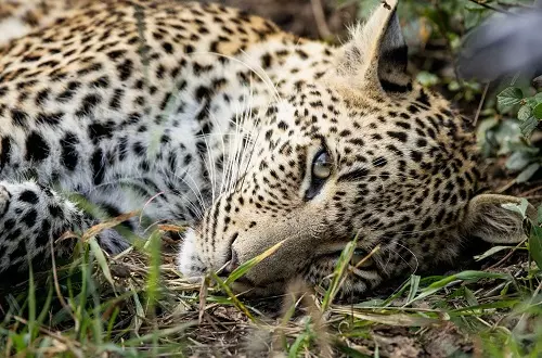 5 days Tanzania safari [Tarangire, Serengeti, Ngorongoro, and Manyara]