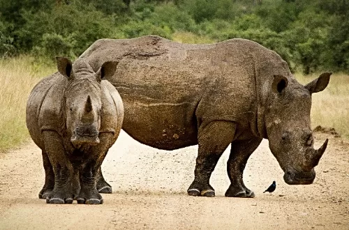 Ngorongoro Crater